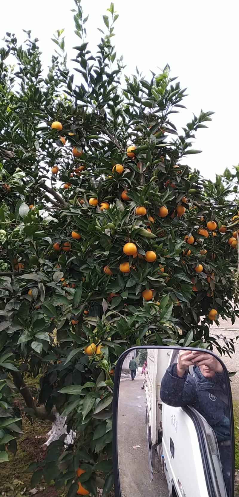 长寿湖湖边种植的血橙