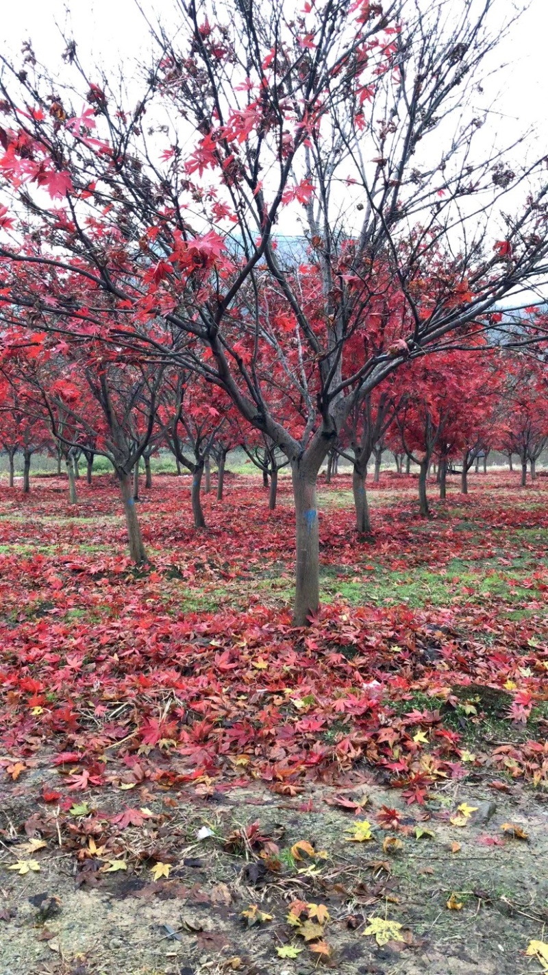 工程用苗红枫精品树10-15公分苗圃直供现挖现发