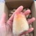 刺身级象拔蚌鼻鲜货冷冻象拔蚌蚌鼻鲜冻去壳象牙蚌象拔蚌头