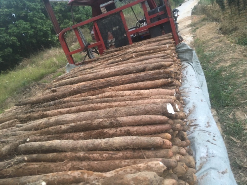 大量供应山药细叶淮山淮山色泽鲜艳粉质细腻