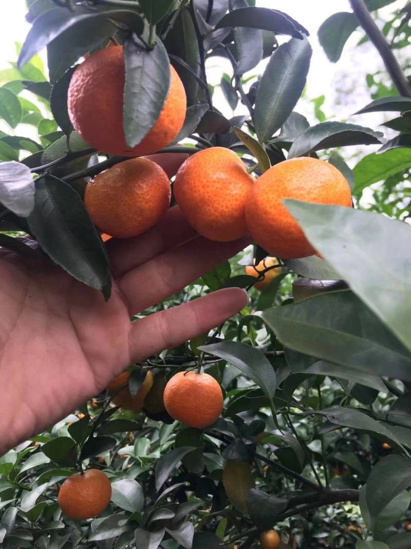 顾客第一，质量保证，沃柑