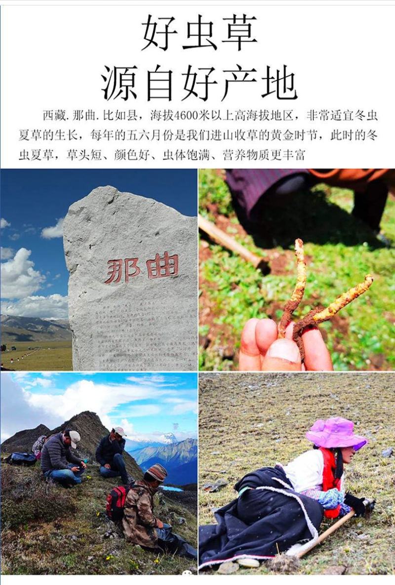 虫草、西藏那曲精选头期3根1克新干虫草正宗野生假一赔十。