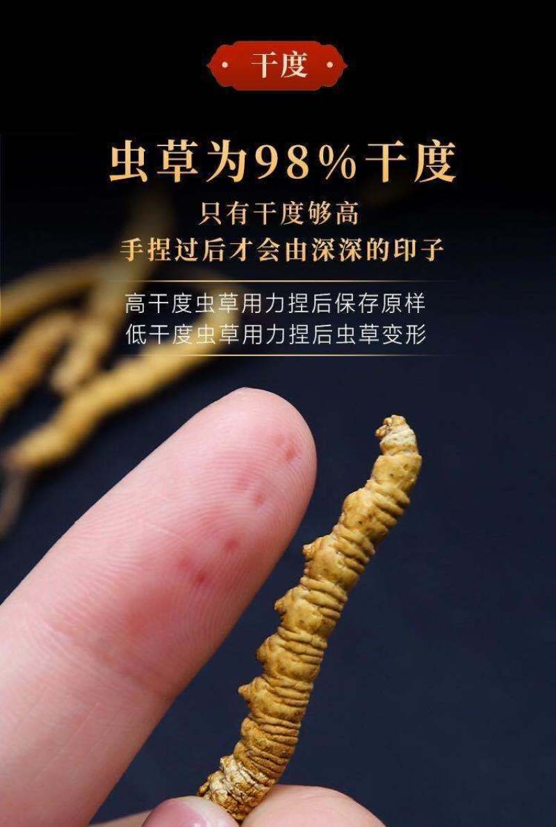 虫草、西藏那曲头期正宗精选4根1克新干虫草虫体饱满。