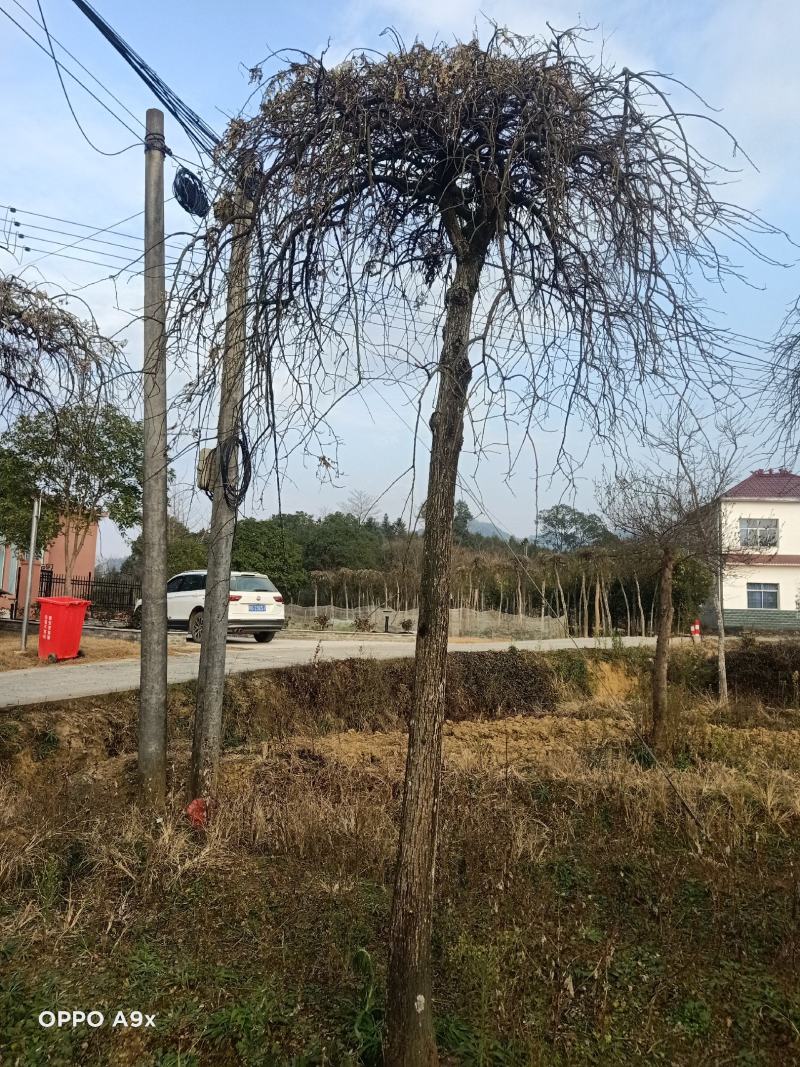 江西九江龙爪槐、大小规格龙爪槐、3公分龙爪槐5公分龙爪槐