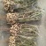 花育23小日本色选果种子果，产地发货，对接大型批发
