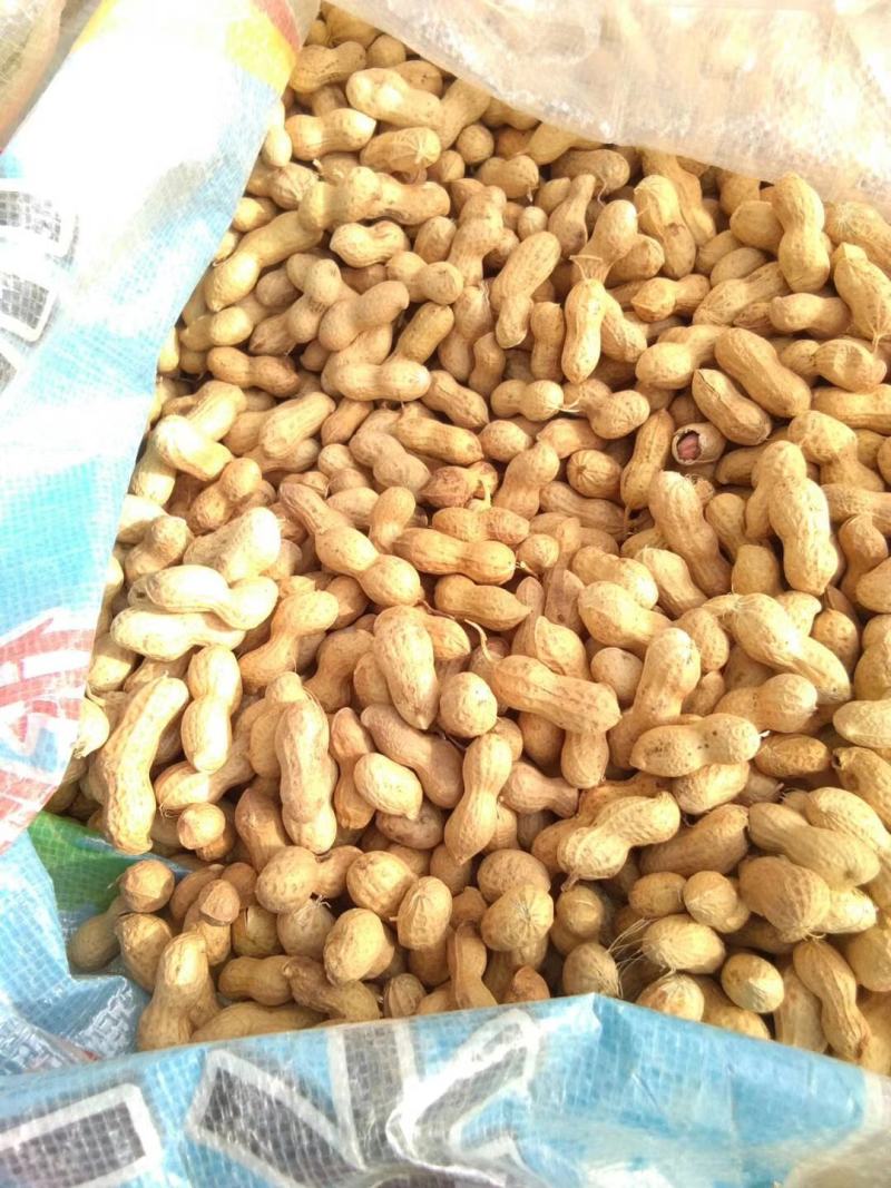 花育23小日本色选果种子果，产地发货，对接大型批发