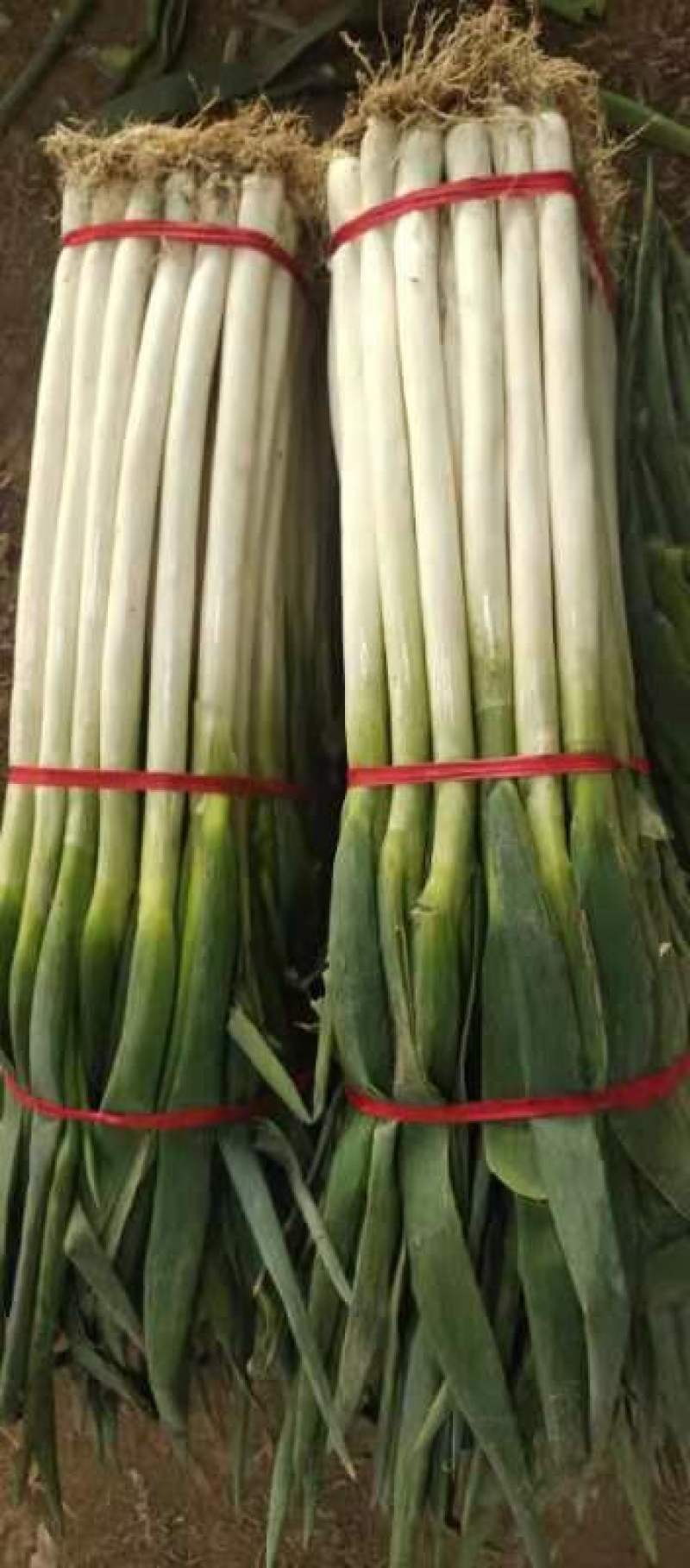 今年大葱真是牛，铁杆更牛。杆子长，小叶子。