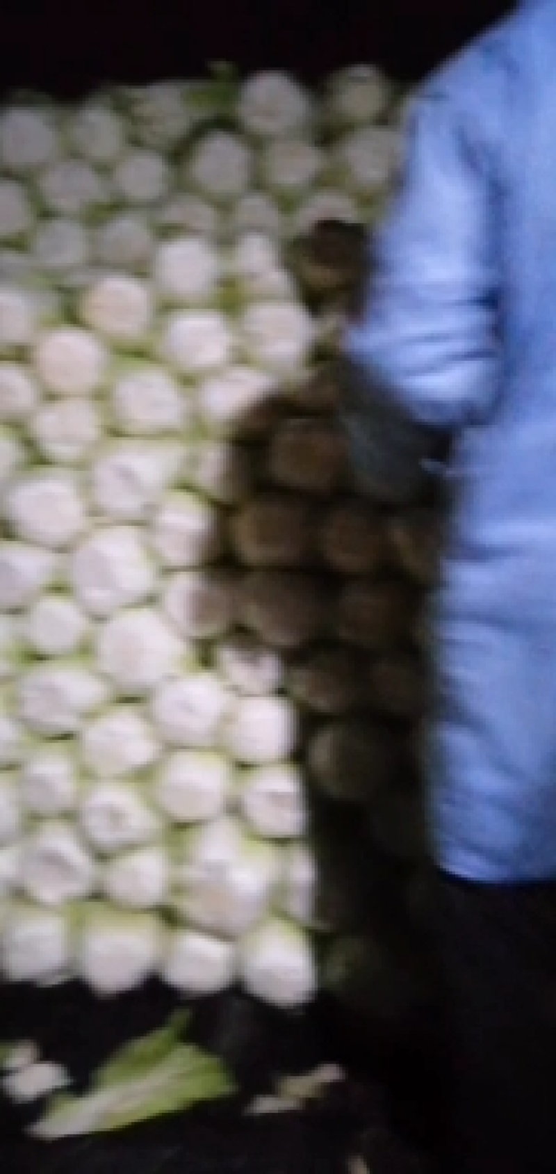 青杂三号大白菜，矮棵黄心产地直供需要的联系
