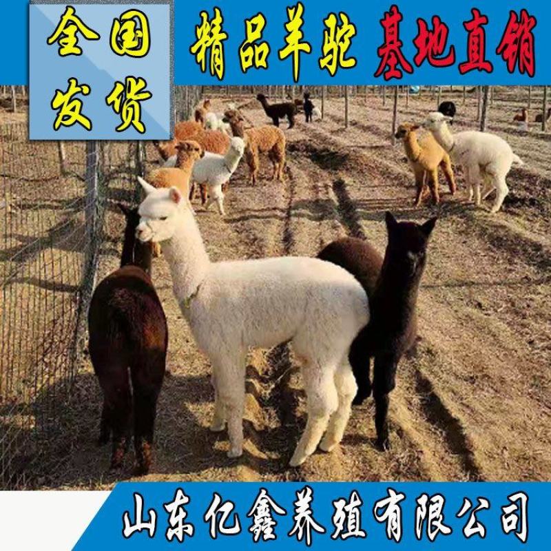 羊驼宠物羊驼幼仔活体出售正规农场活体养殖基地直销