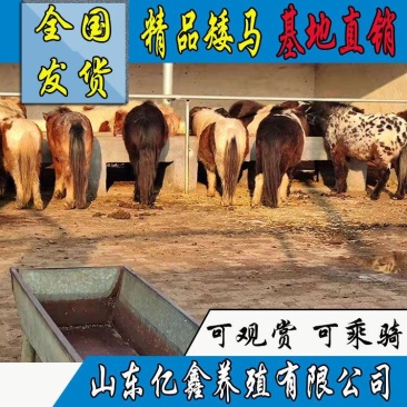 德保矮马，设特兰矮马，混血宝马，骑乘马，观赏马，欢迎选购