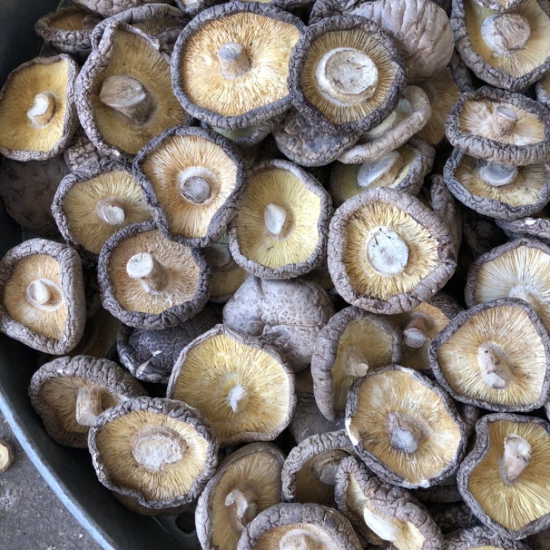 好货大香菇5公分以上新货香菇原产地一手货源量大优惠批发