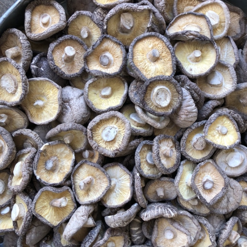 好货大香菇5公分以上新货香菇原产地一手货源量大优惠批发