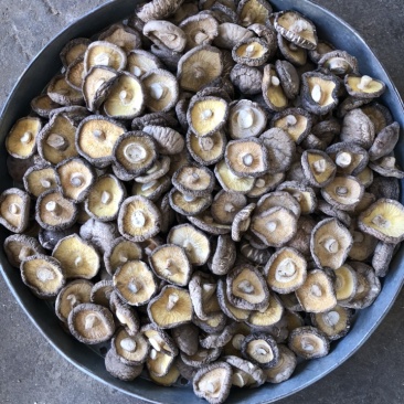 好货大香菇5公分以上新货香菇原产地一手货源量大优惠批发