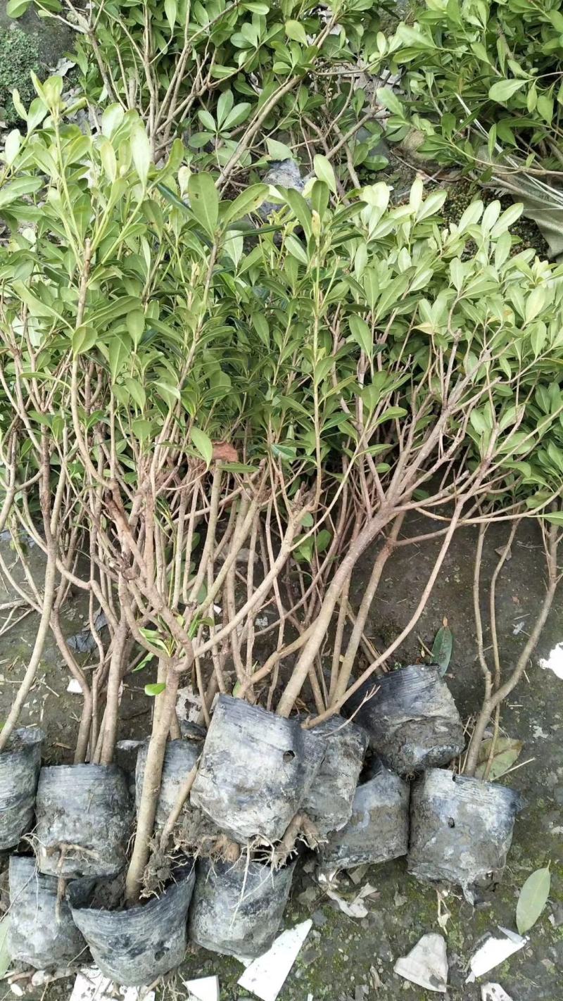 宝珠香，自家基地。规格齐全，