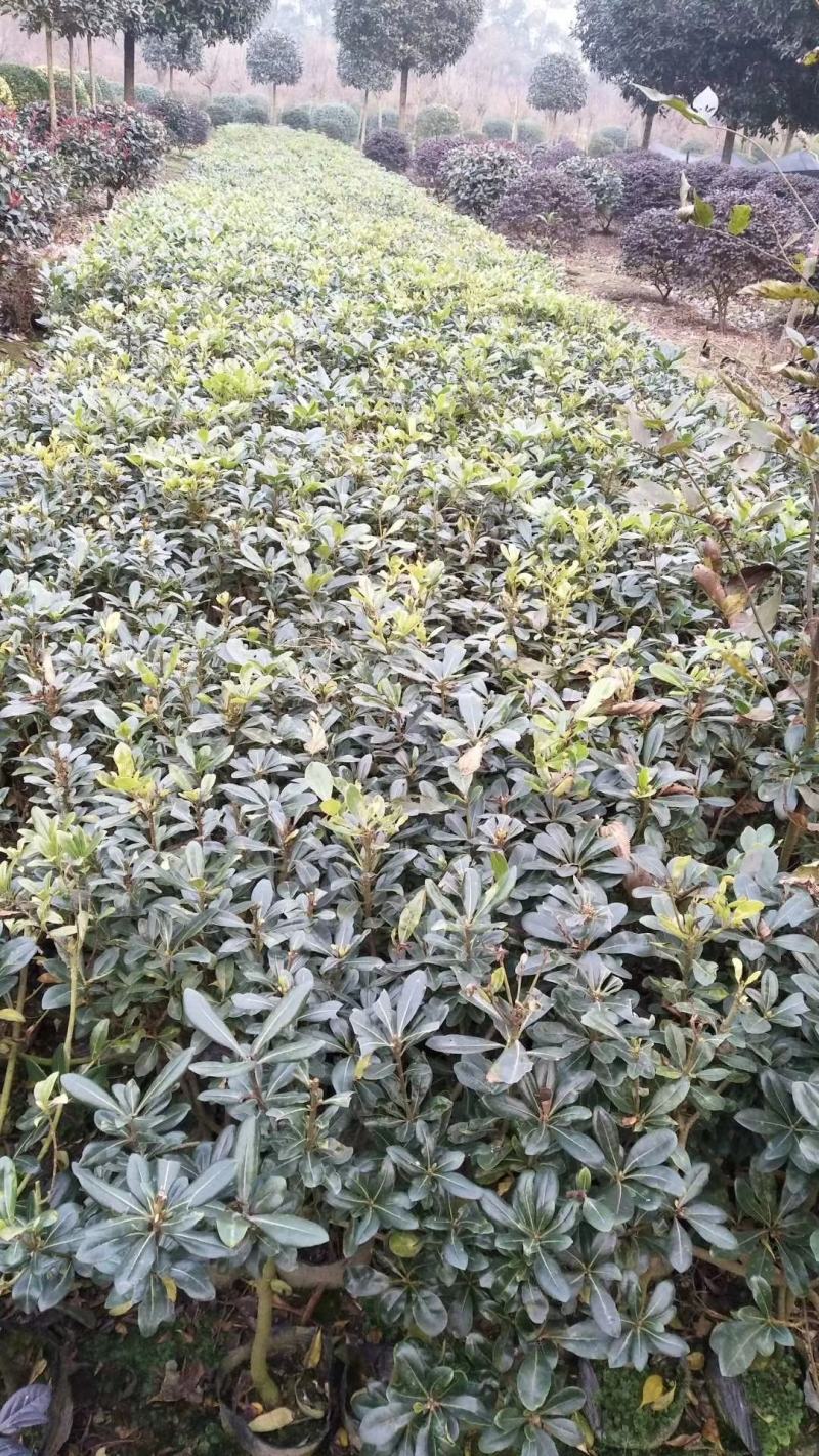 宝珠香，自家基地。规格齐全，