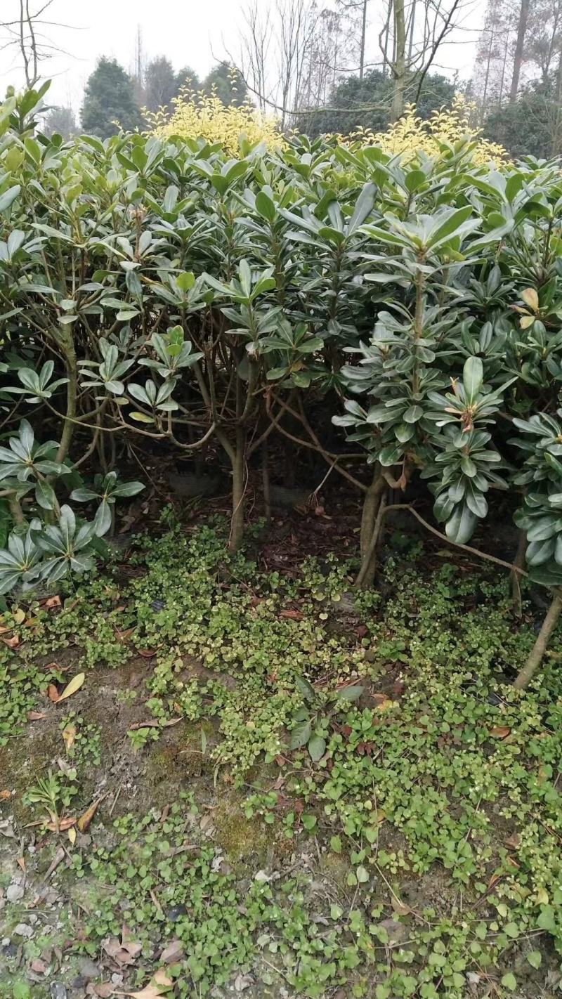 宝珠香，自家基地。规格齐全，