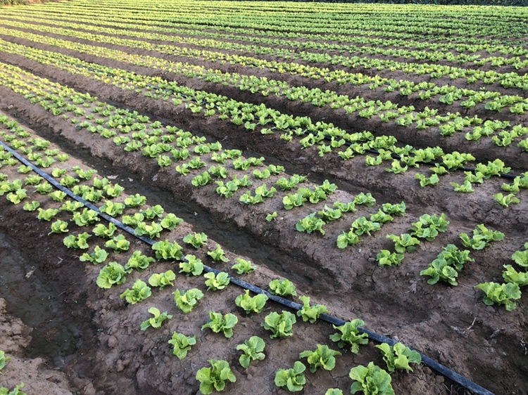 奶油生菜田间种植图