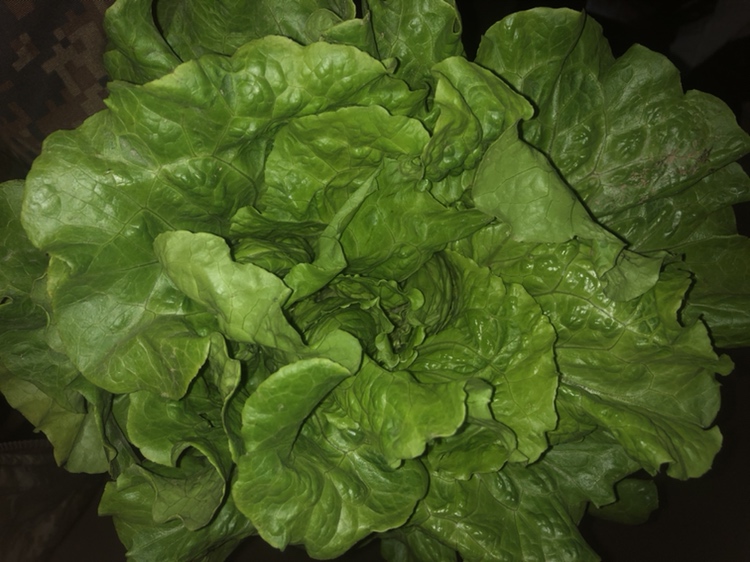 奶油生菜整株图