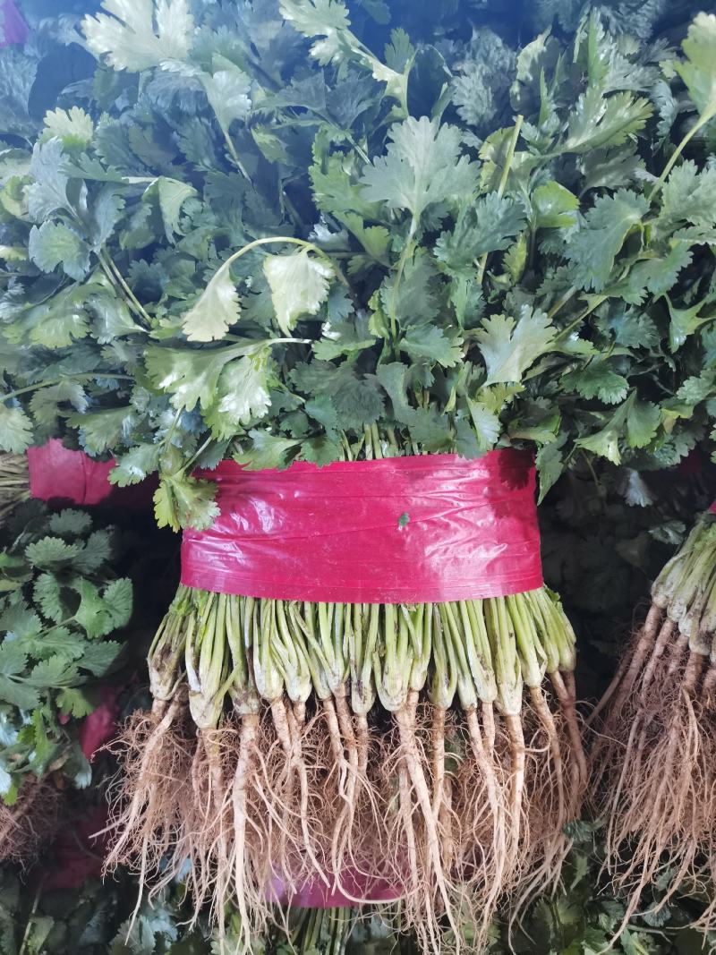 山东精品香菜优质味浓好吃常年有货代发市场电商快来选购