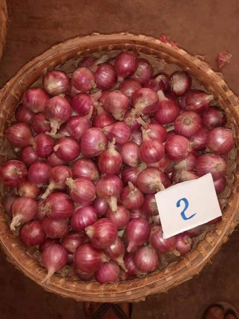 缅甸小洋葱，源头发货，量大从优。
