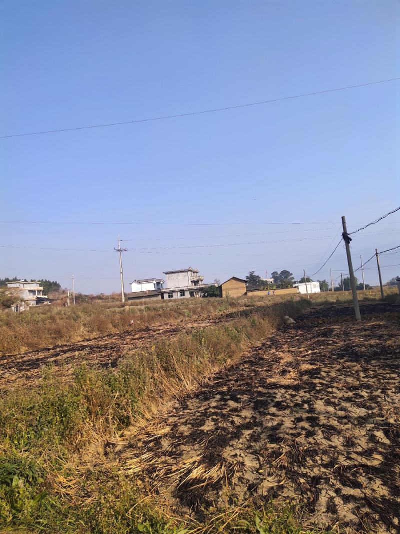 2024年底四川凉山德昌新鲜带泥荸荠马蹄产地直供批发