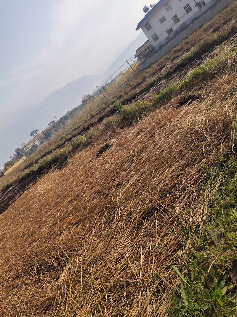 2024年底四川凉山德昌新鲜带泥荸荠马蹄产地直供批发