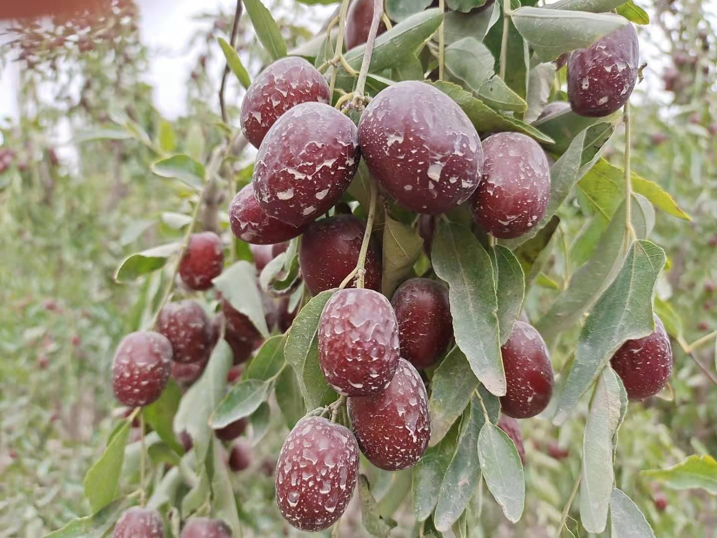 成熟的灰枣果实特写,展示其灰褐色表皮和饱满果肉 灰枣特写