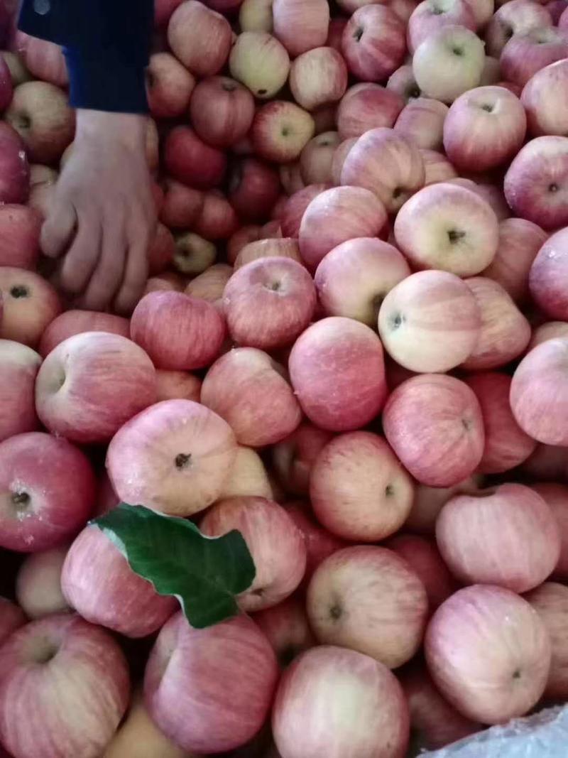 山东优质红富士苹果种植基地，早熟苹果冷库红富士常年供应