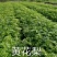 黄花梨种苗/海南黄花梨基地值供货源充足可零售可批发