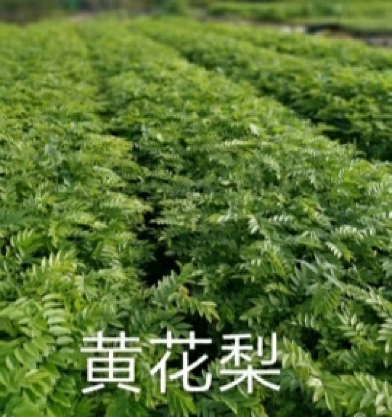 黄花梨种苗/海南黄花梨基地值供货源充足可零售可批发