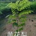 黄花梨种苗/海南黄花梨基地值供货源充足可零售可批发