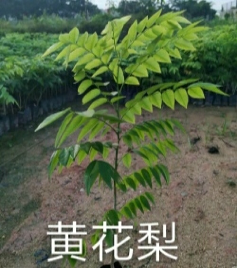 黄花梨种苗/海南黄花梨基地值供货源充足可零售可批发