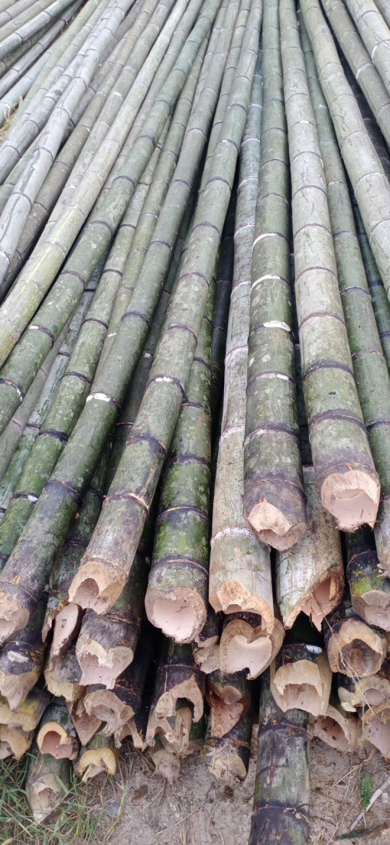 大量批发竹竿，香蕉支撑竹，瓜果蔬菜支撑竹杆，