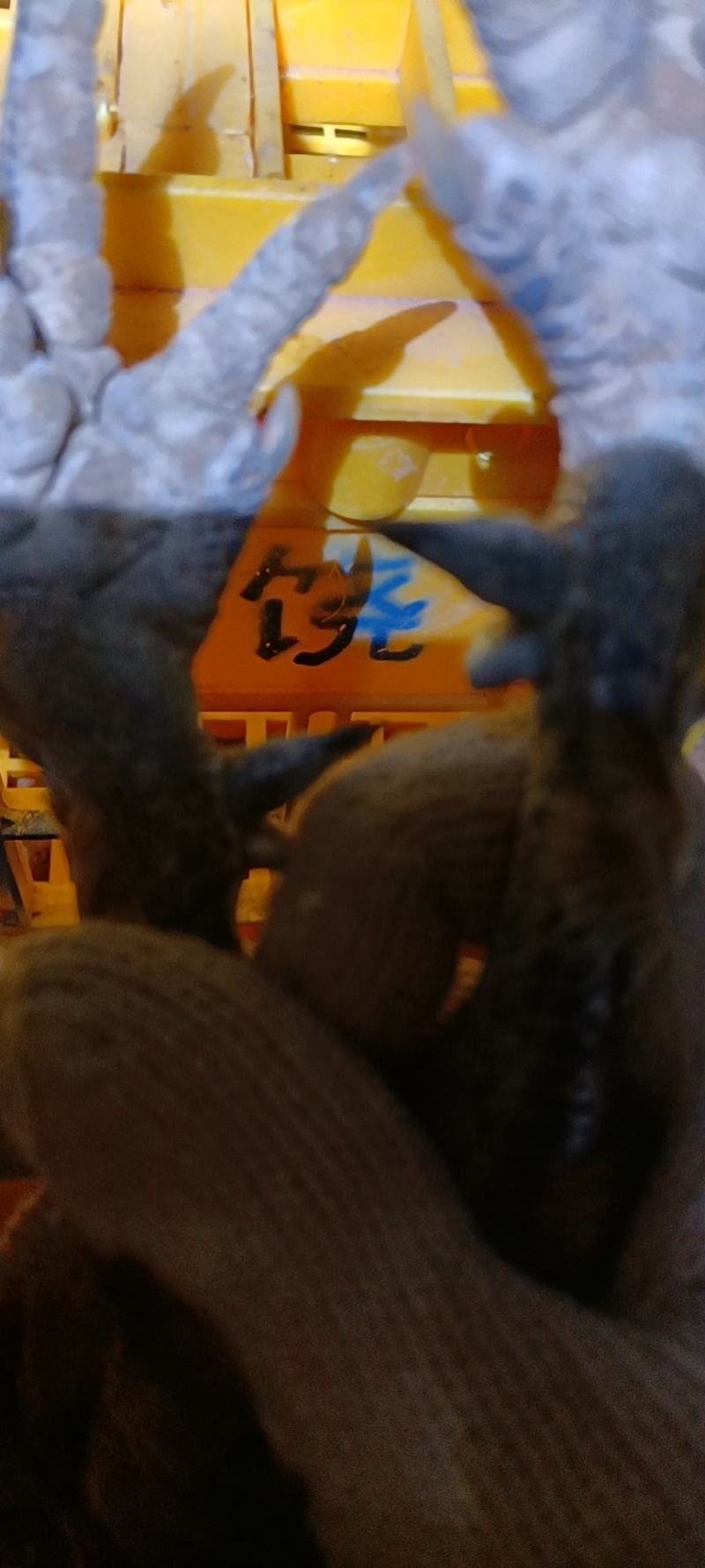 一年山村土线鸡，土阉鸡，老公鸡