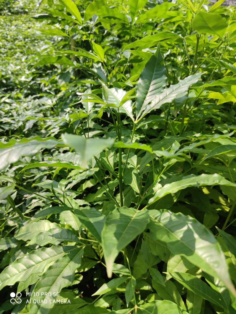 三叉苦苗/三丫苦苗，基地值供货源充足可零售可批发
