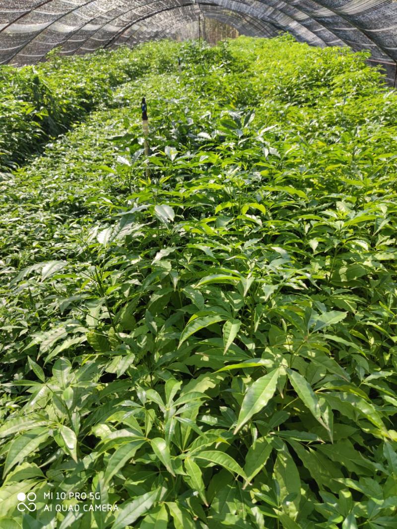 三叉苦苗/三丫苦苗，基地值供货源充足可零售可批发