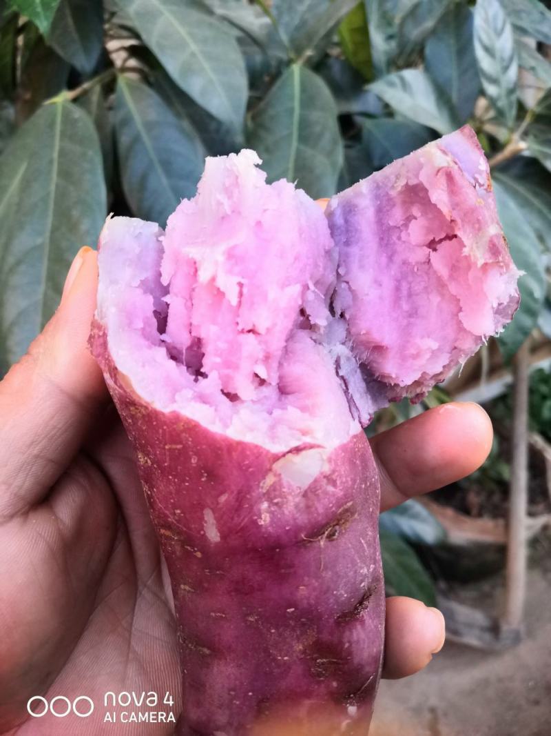 云南高原红薯花心紫口感呗儿爽
