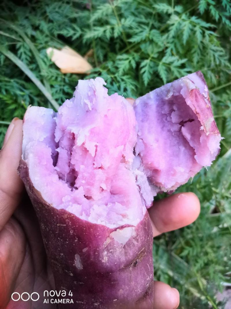 云南高原红薯花心紫口感呗儿爽