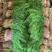 河北永年精品茴香30公分左右大量现货，供多种蔬菜欢迎咨询