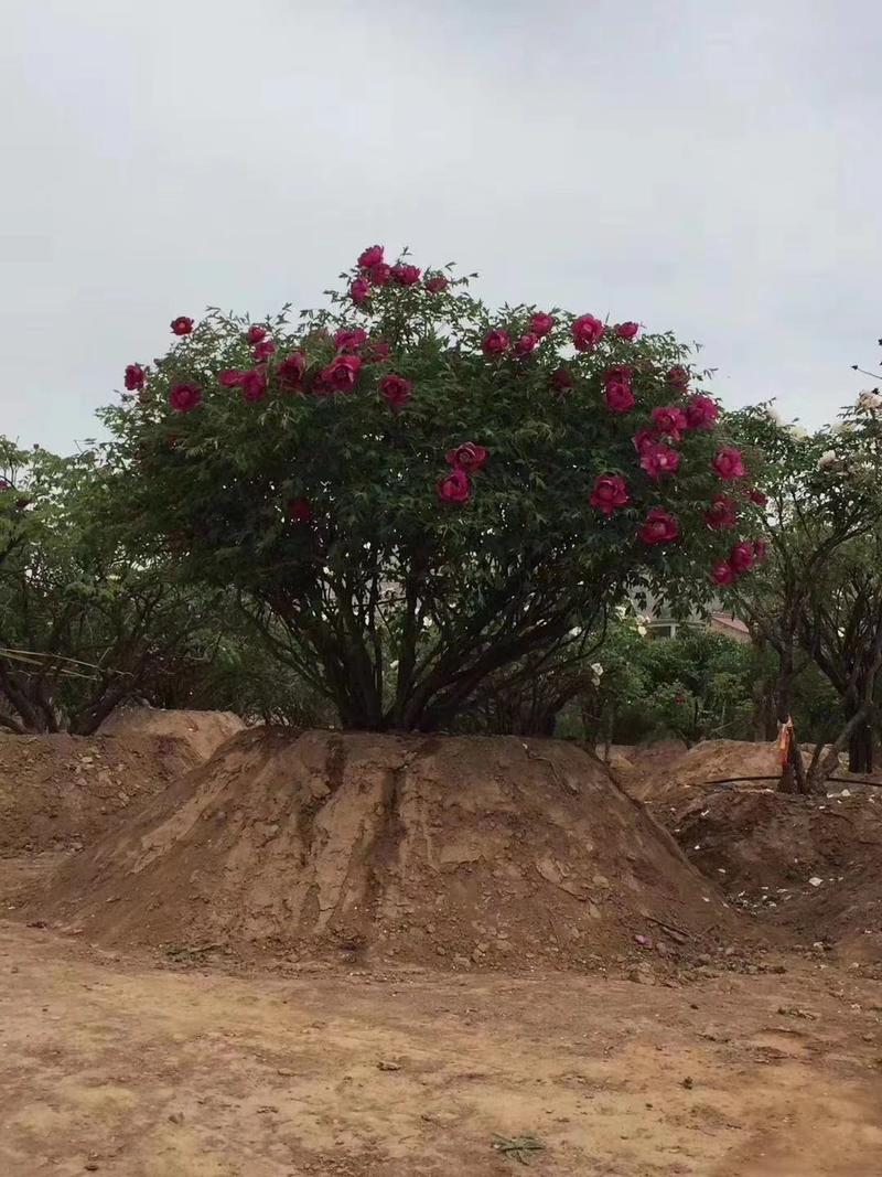 本基地长期大量供应百年牡丹，丛生独杆量大