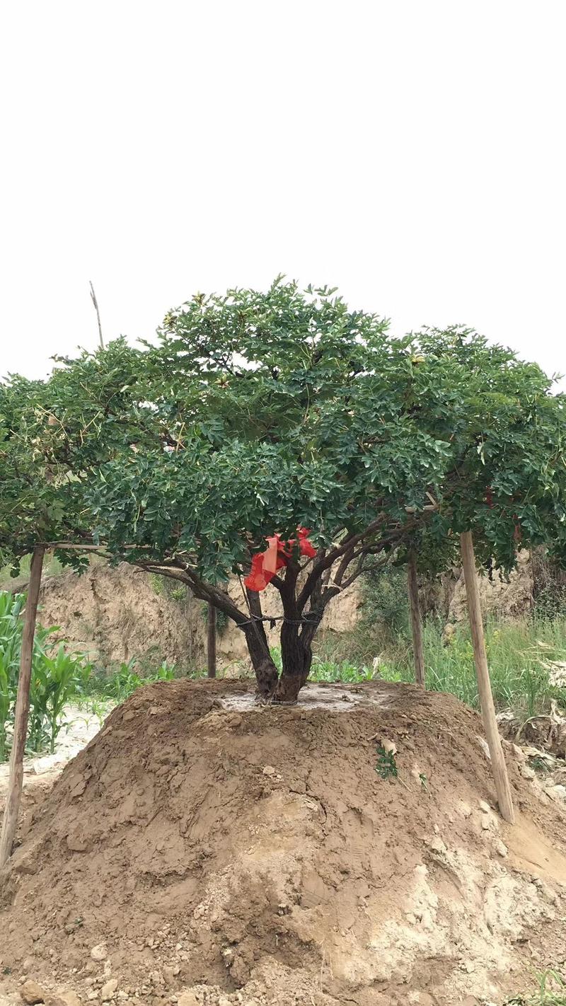 本基地长期大量供应百年牡丹，丛生独杆量大