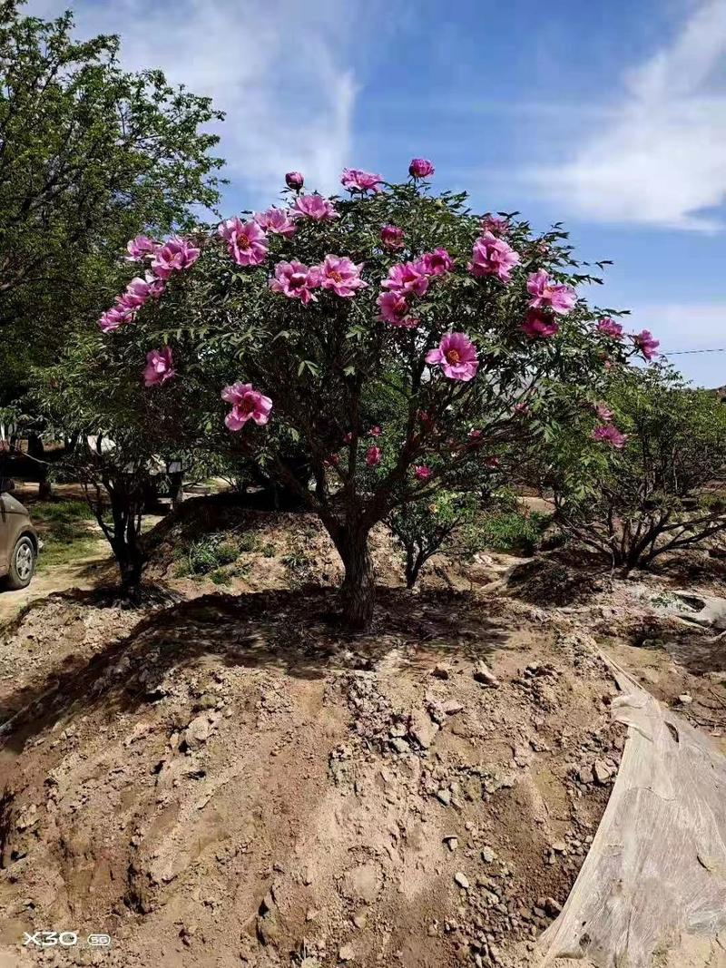 本基地长期大量供应百年牡丹，丛生独杆量大