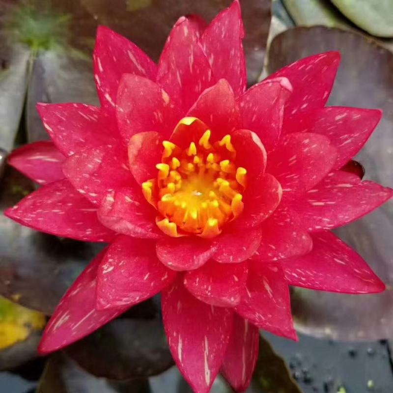 永信水生植物睡莲苗颜色各异当年开花，签合同包成活