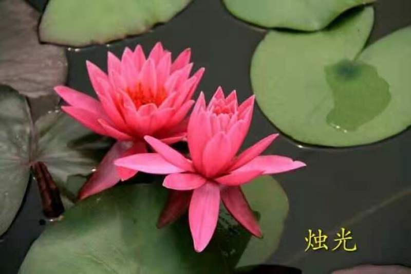 永信水生植物睡莲苗颜色各异当年开花，签合同包成活