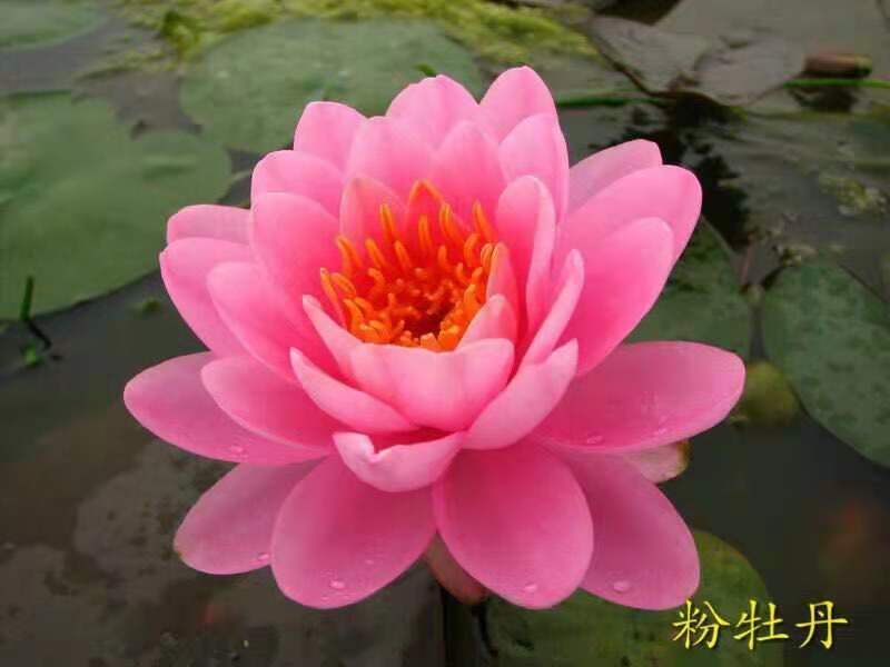 永信水生植物睡莲苗颜色各异当年开花，签合同包成活
