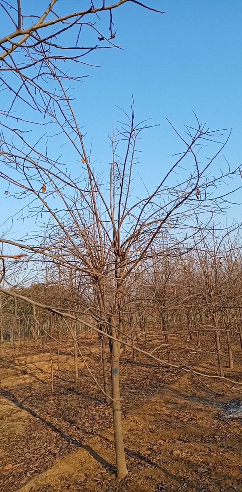 柿树各种规格齐全量大