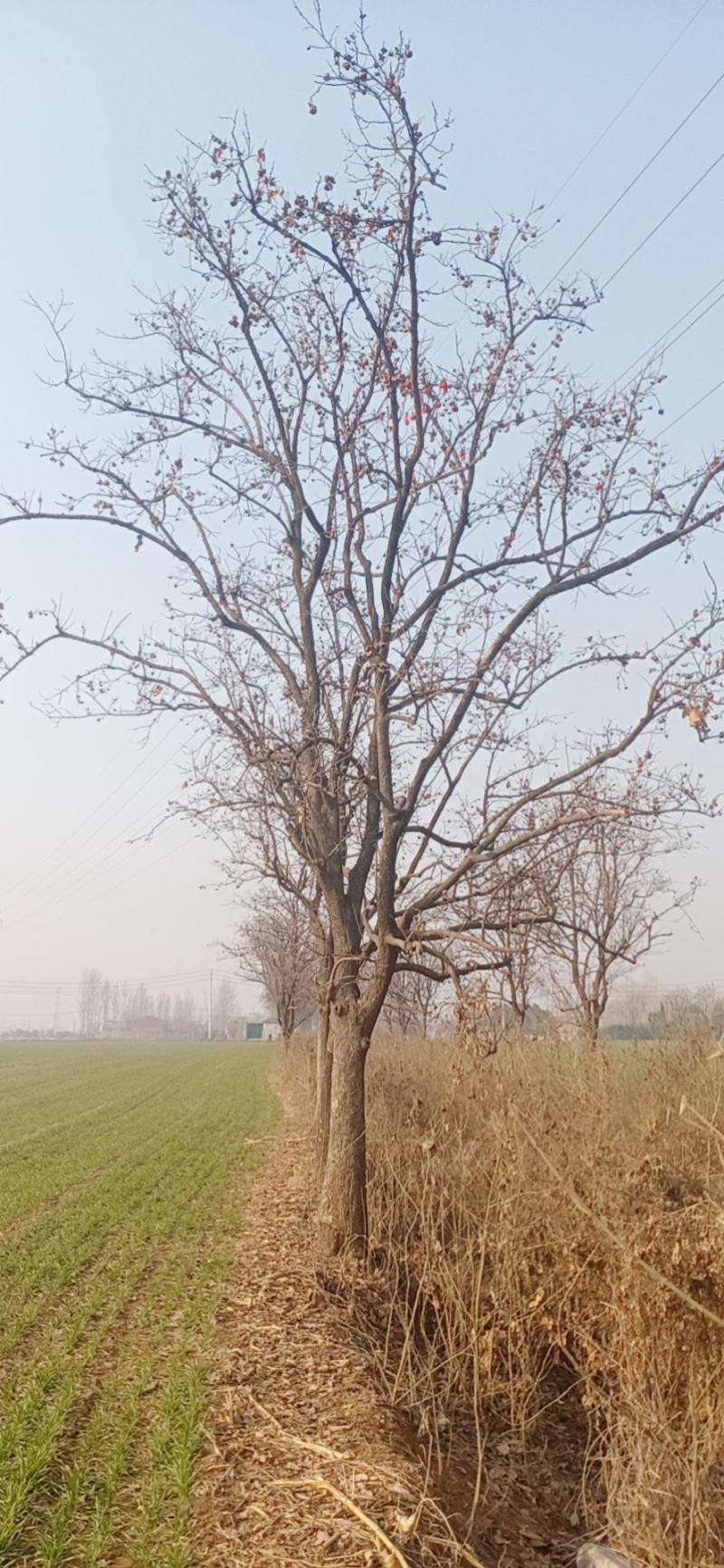 柿树各种规格齐全量大