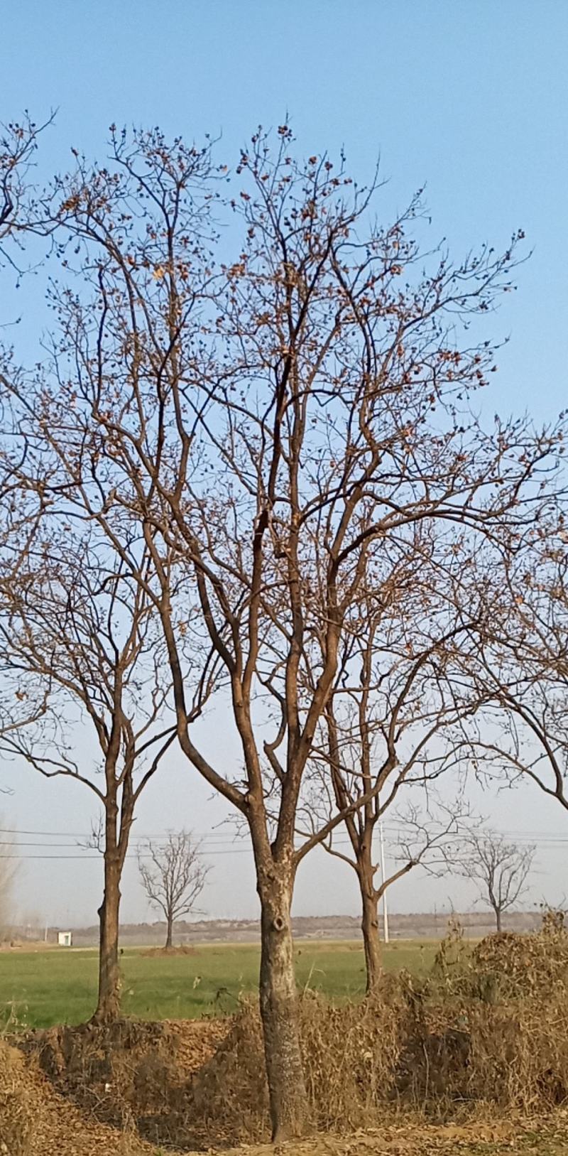 柿树各种规格齐全量大