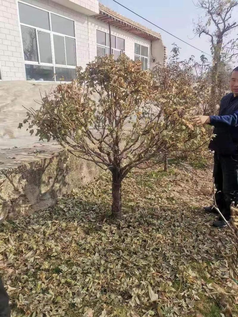 本基地长期大量供应百年牡丹，丛生独杆量大