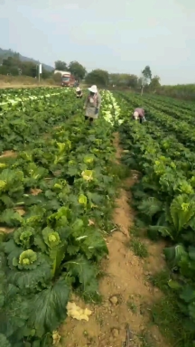 大量供应横县长白菜竹筒青竹青大白菜大绿白菜卷筒青野菜